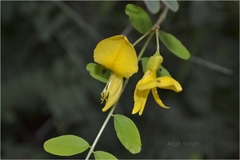 Sophora interrupta